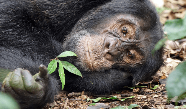 Chimpanzee Tracking