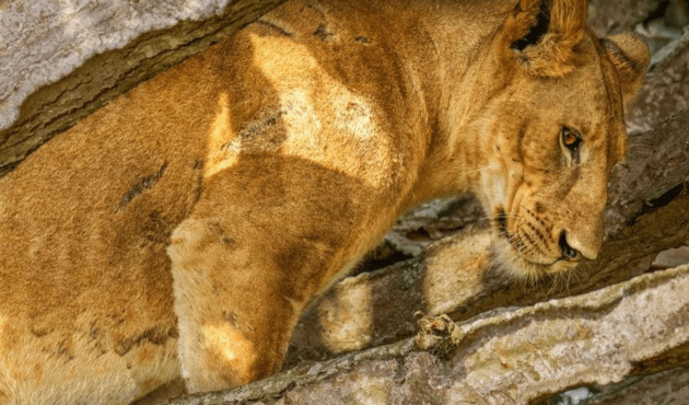 Queen Elizabeth National Park